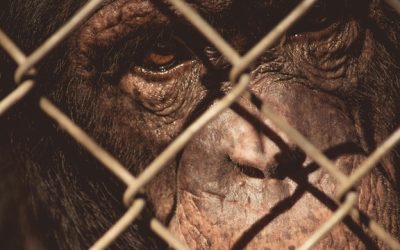 Northern Beaches Stress Relief Made Simple ©